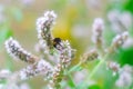 European bee collecting pollen on mint flower. Bee on flower close up Royalty Free Stock Photo