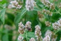 European bee collecting pollen on mint flower. Bee on flower close up Royalty Free Stock Photo