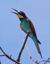 European Bee-eater