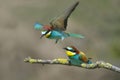 European bee eater