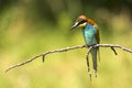 European bee-eater