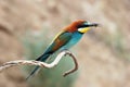 European bee eater Royalty Free Stock Photo