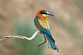 European bee eater Royalty Free Stock Photo