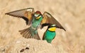 European Bee-eater Royalty Free Stock Photo