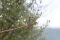 European bee-eater(Merops apiaster) Baden Wuerttemberg,Germany