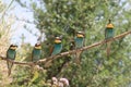 European bee-eater(Merops apiaster) Baden Wuerttemberg,Germany