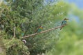European bee-eater(Merops apiaster) Baden Wuerttemberg,Germany