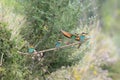 European bee-eater& x28;Merops apiaster& x29; Baden Wuerttemberg,Germany