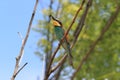 European bee-eater(Merops apiaster) Baden Wuerttemberg,Germany