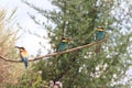 European bee-eater& x28;Merops apiaster& x29; Baden Wuerttemberg,Germany