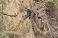 European bee-eater& x28;Merops apiaster& x29; Baden Wuerttemberg,Germany