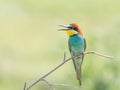 European Bee-eater, beautiful colored bird sitting on a twig in a green background, Merops apiaster Royalty Free Stock Photo