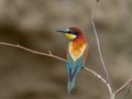 European Bee-eater, beautiful colored bird sitting on a twig, Merops apiaster Royalty Free Stock Photo