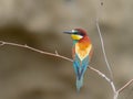 European Bee-eater, beautiful colored bird sitting on a twig, Merops apiaster Royalty Free Stock Photo