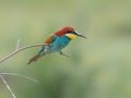 European Bee-eater, beautiful colored bird sitting on a twig, Merops apiaster Royalty Free Stock Photo