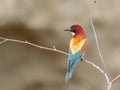 European Bee-eater, beautiful colored bird sitting on a twig, Merops apiaster Royalty Free Stock Photo