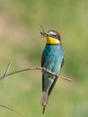 European Bee-eater, beautiful colored bird sitting on a twig,Merops apiaster Royalty Free Stock Photo