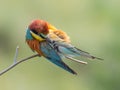 European Bee-eater, beautiful colored bird sitting on a twig,Merops apiaster Royalty Free Stock Photo