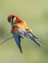 European Bee-eater, beautiful colored bird sitting on a twig,Merops apiaster Royalty Free Stock Photo