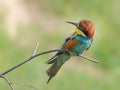 European Bee-eater, beautiful colored bird sitting on a twig,Merops apiaster Royalty Free Stock Photo