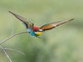 European Bee-eater, beautiful colored bird sitting on a twig, Merops apiaster Royalty Free Stock Photo