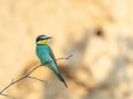 European Bee-eater, beautiful colored bird sitting on a twig, Merops apiaster Royalty Free Stock Photo