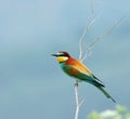 European Bee-eater, Bijeneter, Merops apiaster Royalty Free Stock Photo