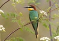 European Bee-eater, Bijeneter, Merops apiaster Royalty Free Stock Photo