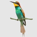 european bee eater bird cat realistic hand drawn vector and illustrations white background Royalty Free Stock Photo