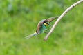 European bee eater bird landing on tree branch Merops apiaster Royalty Free Stock Photo