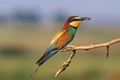 European bee eater a colored bird Royalty Free Stock Photo