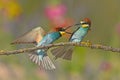 The European Bee-eater are fighting Royalty Free Stock Photo