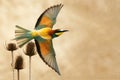 European bee-eater in flight on a beautiful background Royalty Free Stock Photo