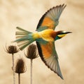 European bee-eater in flight on a beautiful background Royalty Free Stock Photo