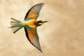 European bee-eater in flight on a beautiful background Royalty Free Stock Photo