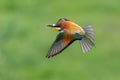 European bee-eater in flight with a green background Merops apiaster flying Royalty Free Stock Photo