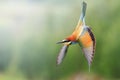 European bee-eater in flight with a green background Royalty Free Stock Photo