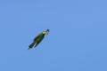 European bee-eater in fly hunting on dragonfly