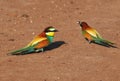 European bee-eater on the ground, Merops apiaster