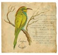 European Bee-Eater - An hand painted vector