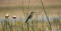 European bee-eater hovering on wire mesh Royalty Free Stock Photo