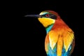 European bee-eater isolated on a black background Royalty Free Stock Photo
