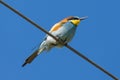 European Bee Eater, Meropidae