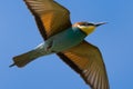 European Bee Eater, Meropidae