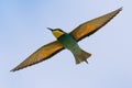 European Bee Eater, Meropidae