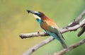 European Bee-eater or Merops