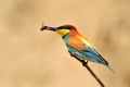 European bee-eater (Merops Apiaster) Royalty Free Stock Photo