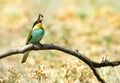 European bee-eater (Merops Apiaster) Royalty Free Stock Photo