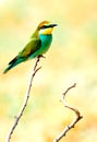 european bee-eater (Merops Apiaster) Royalty Free Stock Photo