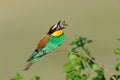 European bee-eater (Merops Apiaster)